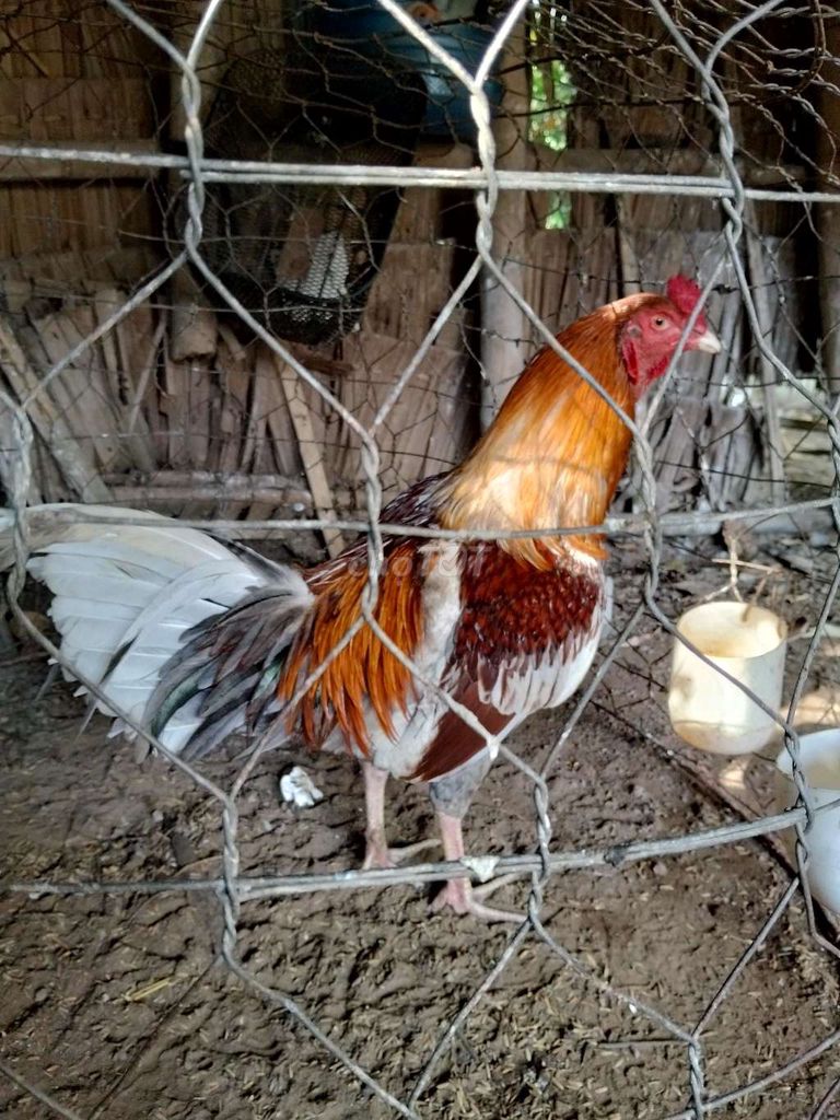 Gà trống 2.2kg 10 tháng. Mua bán Gà tại Huyện Trà Cú Trà Vinh được đăng bởi ớt  hình 1