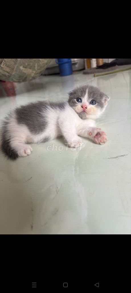 Mèo Tai cụp đực Bicolor. Mua bán Mèo tại Thị xã Tân Uyên Bình Dương được đăng bởi thanh hình 1