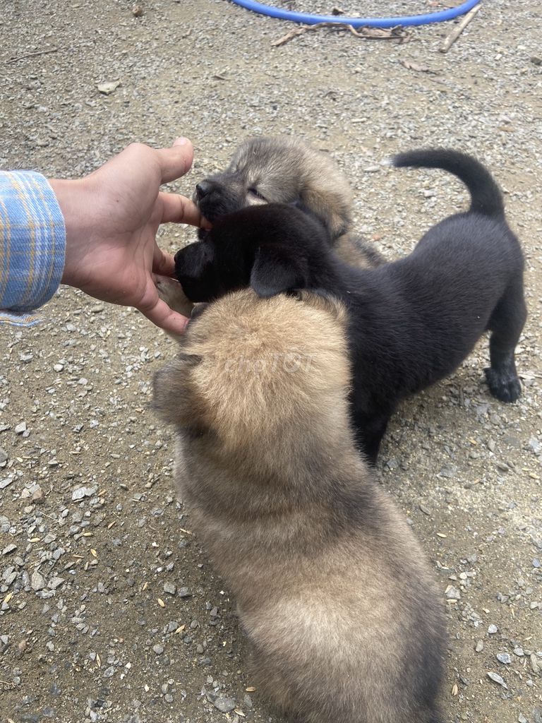 Chó lai xù giữ nhà, nuôi cảnh. Mua bán Chó tại Huyện Hòa Vang Đà Nẵng được đăng bởi Văn Hải hình 6