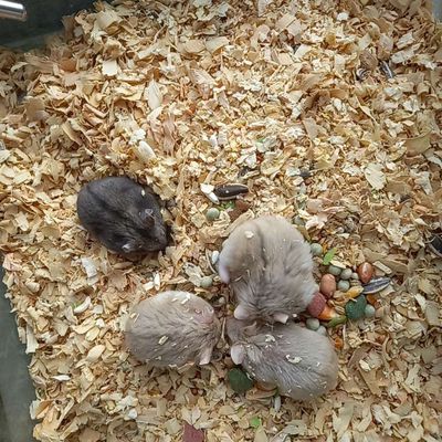 Chuột hamster campel