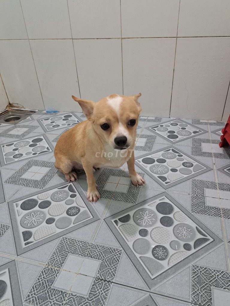 Chihuahua vàng đực. Mua bán Chó tại Thành phố Thuận An Bình Dương được đăng bởi Mỹ Linh hình 1