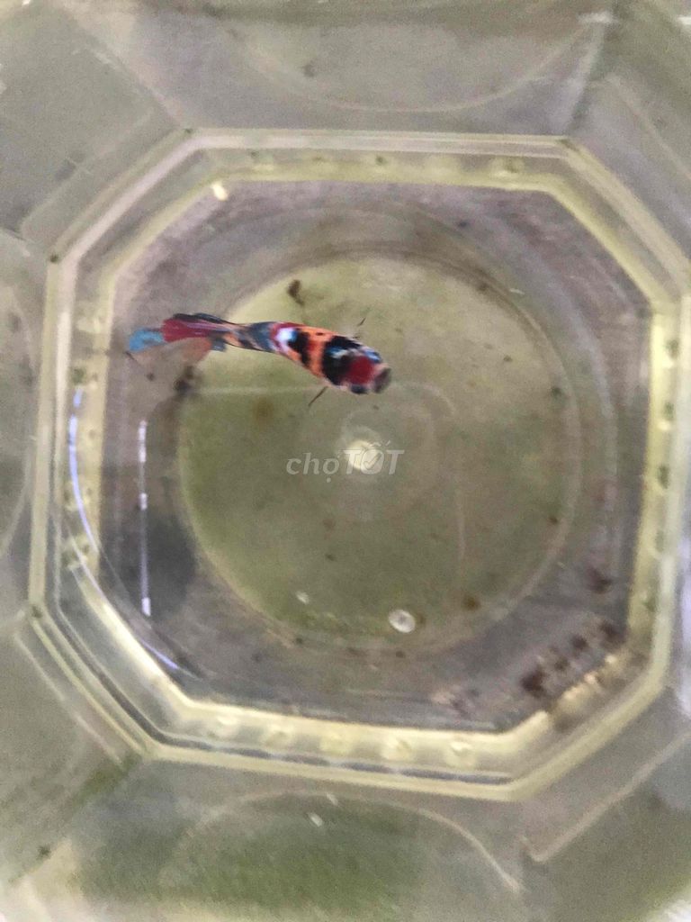 ca betta 4. Mua bán Thú cưng khác tại Huyện Trà Ôn Vĩnh Long được đăng bởi HỒNG THÚY hình 2
