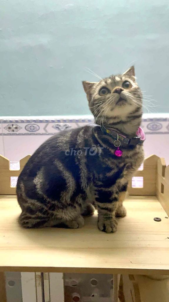 MÈO TAPPY CHÂN LÙN LAI MUNCHKIN