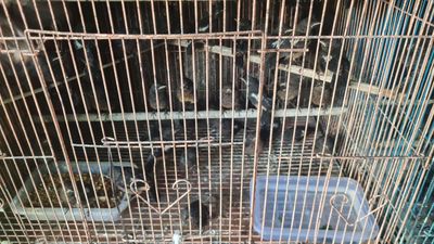 Chích chòe đất baby. Mua bán Chim tại Quận 12 Tp Hồ Chí Minh được đăng bởi Hoàn Huy