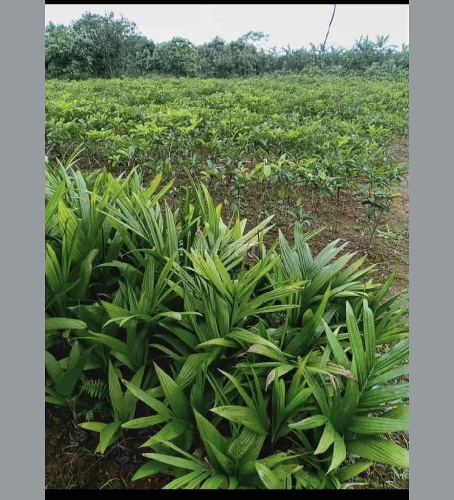 Cây giống Bưởi diễn ĐHNN. Mua bán Đồ chuyên dụng, Giống nuôi trồng tại Huyện Thanh Hà Hải Dương được đăng bởi Thoa Mits hình 1