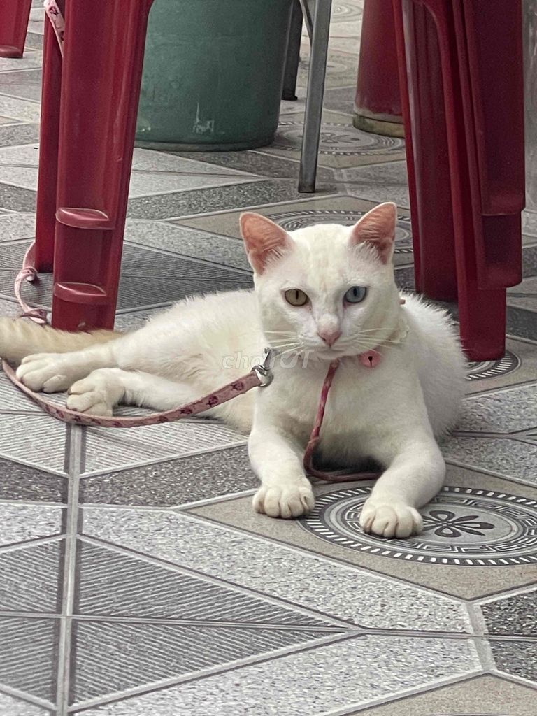 Mèo ta trắng mắt 2 màu đực gần 2 năm khỏe mạnh. Mua bán Mèo tại Huyện Quỳnh Phụ Thái Bình được đăng bởi Hung ne hình 1