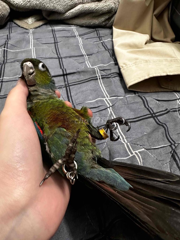 Crimson Conure. Mua bán Chim tại Quận Bình Tân Tp Hồ Chí Minh được đăng bởi Bump Tv hình 2