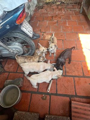 Bầy Chó Phú Quốc