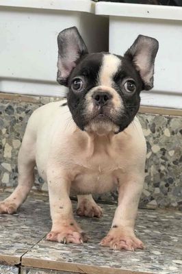 bull pháp Bảo hành 1 tuần 1 đền 1