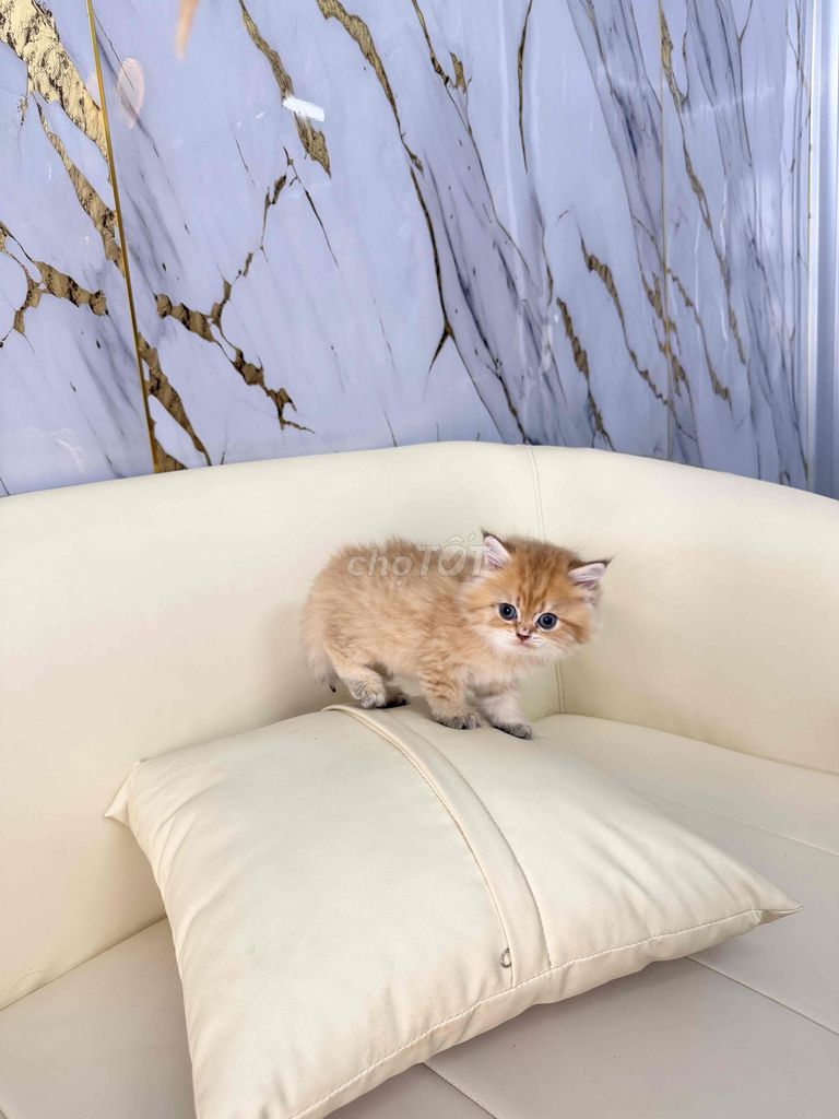 em bé golden 2 tháng tuổi cần tìm ba mẹ iu thương. Mua bán Mèo tại Quận 5 Tp Hồ Chí Minh được đăng bởi Bối  hình 1