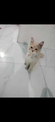 Mèo Anh lông dài màu cam, trên 6 tháng tuổi
