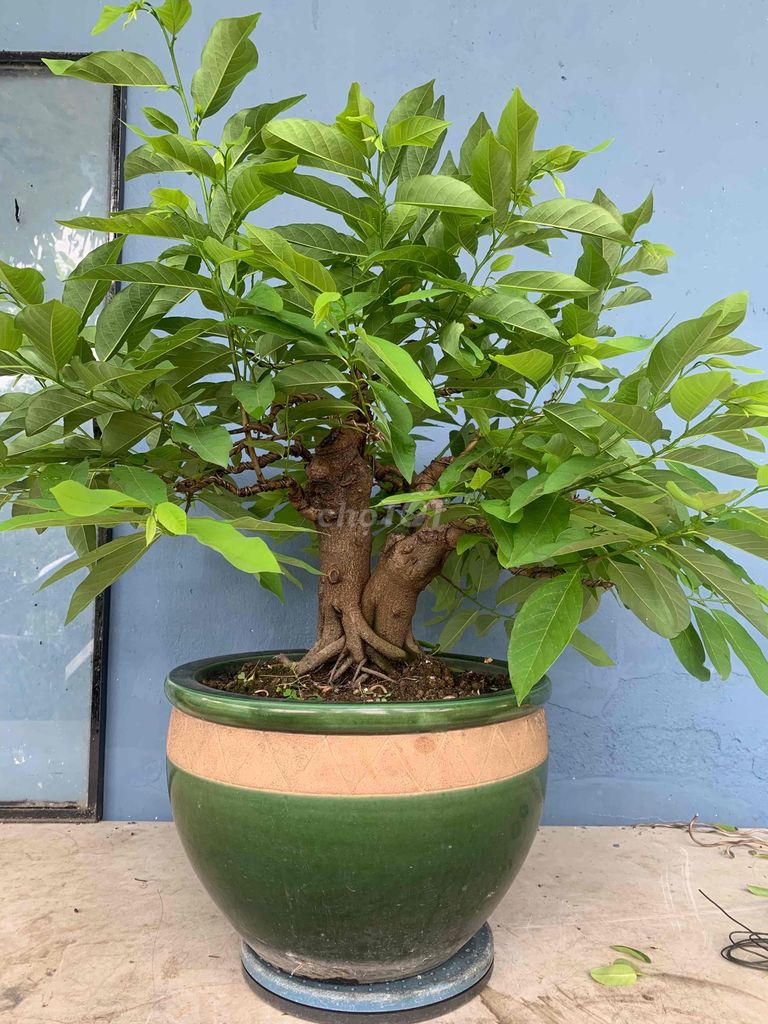 Bonsai Na(mang cầu)