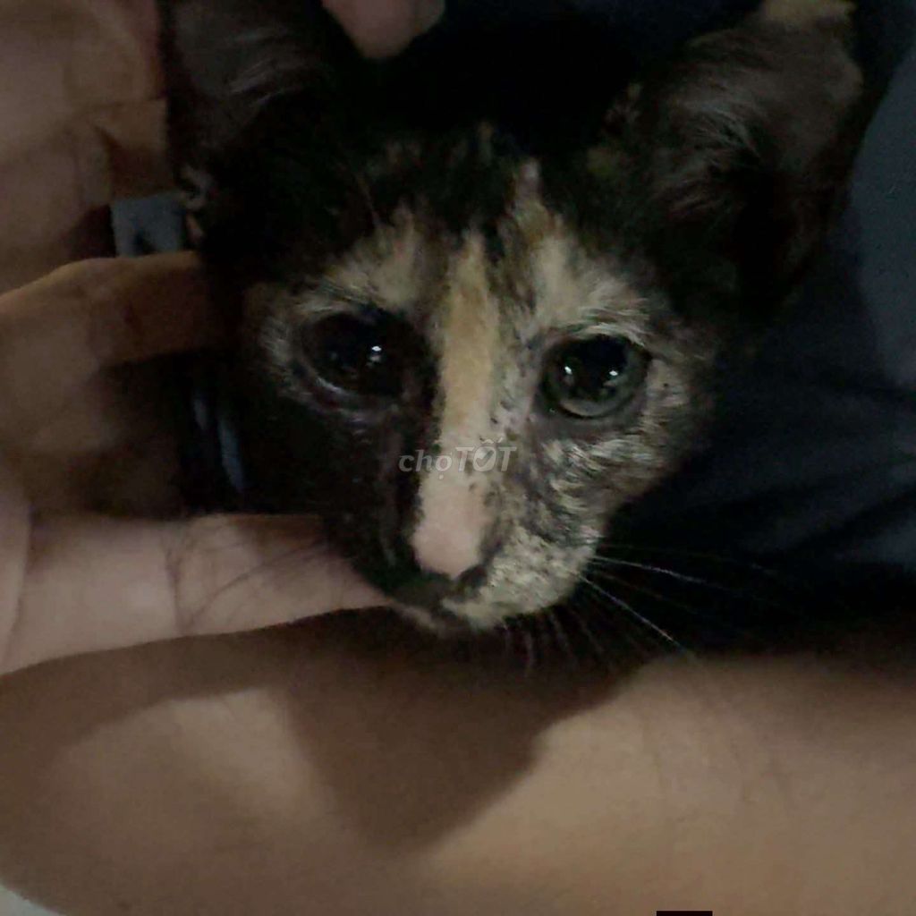 Mèo con Tam thể TP.HCM. Mua bán Mèo tại Quận 7 Tp Hồ Chí Minh được đăng bởi Văn Hoàng hình 1