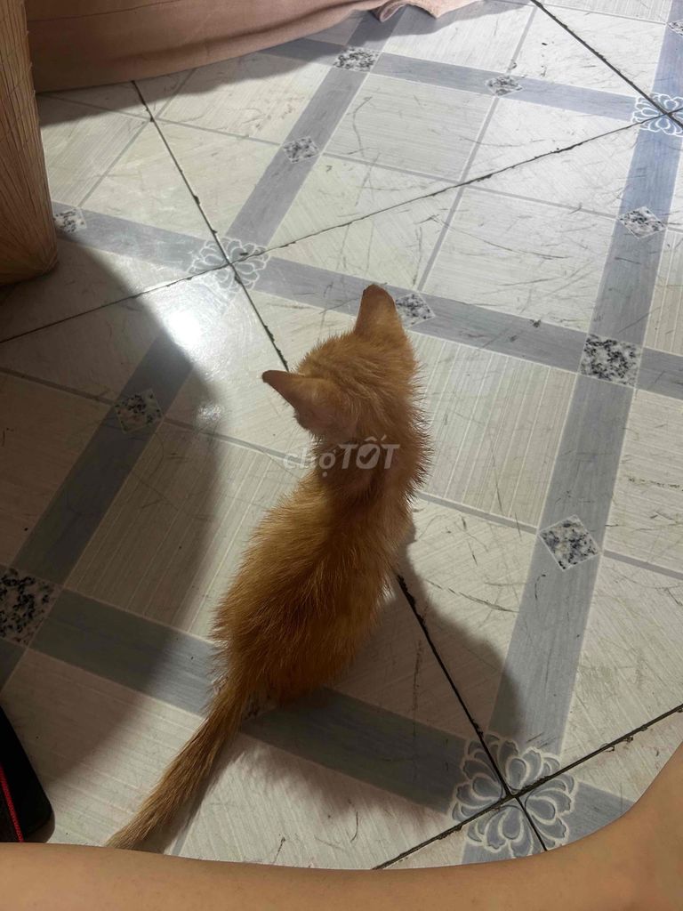 Mèo Vàng cam. Mua bán Mèo tại Huyện Cao Lãnh Đồng Tháp được đăng bởi Tên chưa cung cấp hình 1