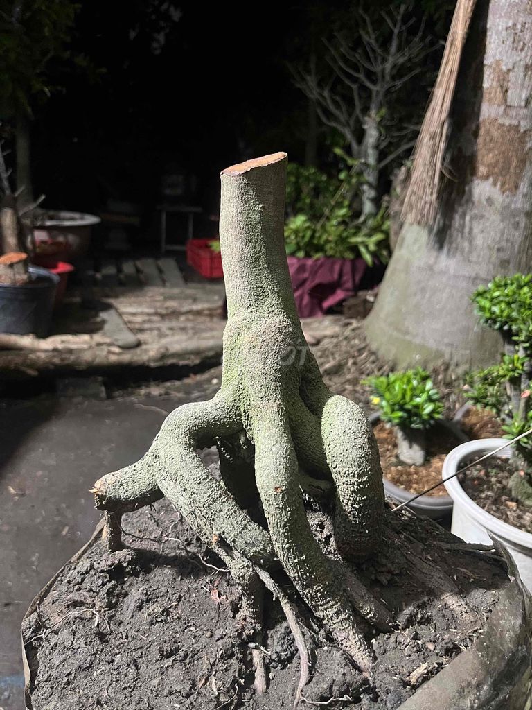 Mai vàng Bonsai. Mua bán Cây cảnh, đồ trang trí tại Quận 12 Tp Hồ Chí Minh được đăng bởi my dung hình 1