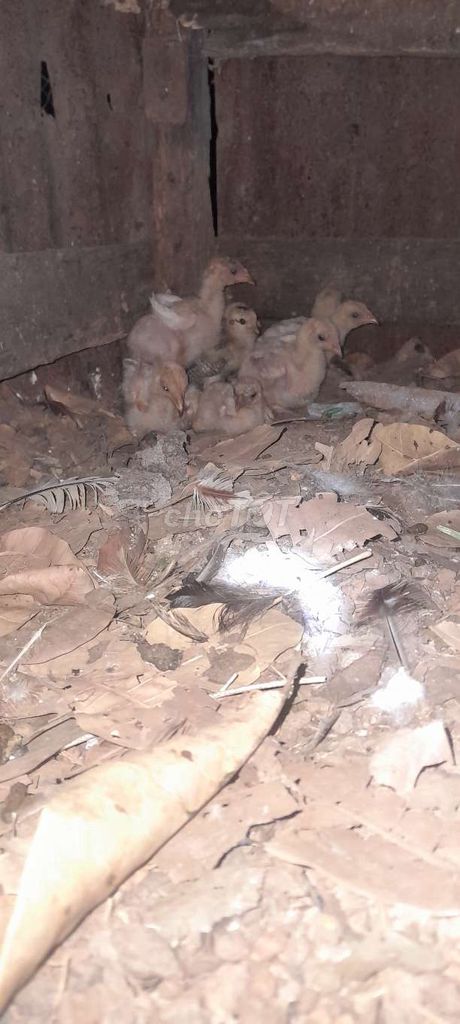 Gà nòi non 12 con. Mua bán Gà tại Huyện Châu Đức Bà Rịa - Vũng Tàu được đăng bởi Huynh Tan  hình 1