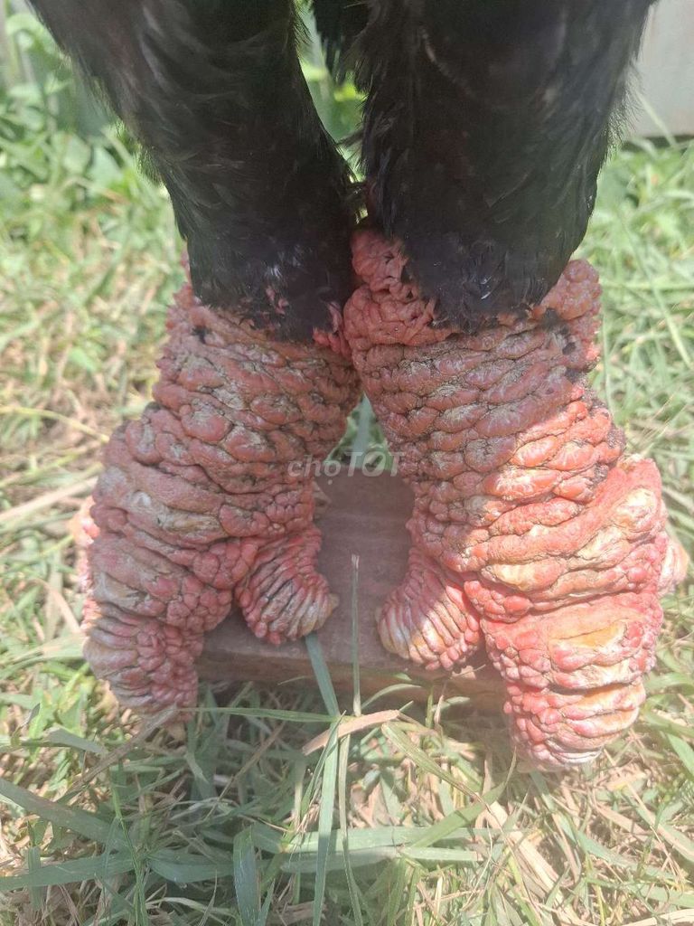 Gà Đông Tảo trống 3kg500 trên 12 tháng. Mua bán Gà tại Quận 5 Tp Hồ Chí Minh được đăng bởi Bán Gà Tre hình 1