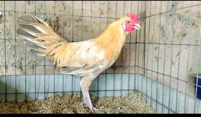 Khét sữa simon 1k350. Mua bán Gà tại Huyện Củ Chi Tp Hồ Chí Minh được đăng bởi Đại Lý Gà Tre Củ Chi