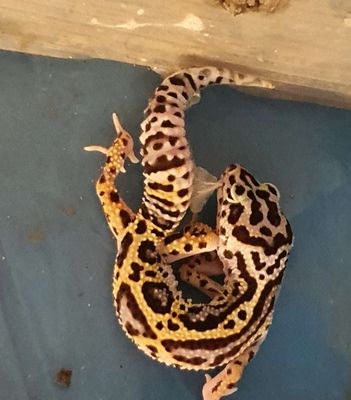 Thanh lý thằn lằn leopard gecko lavenderbold,~19cm