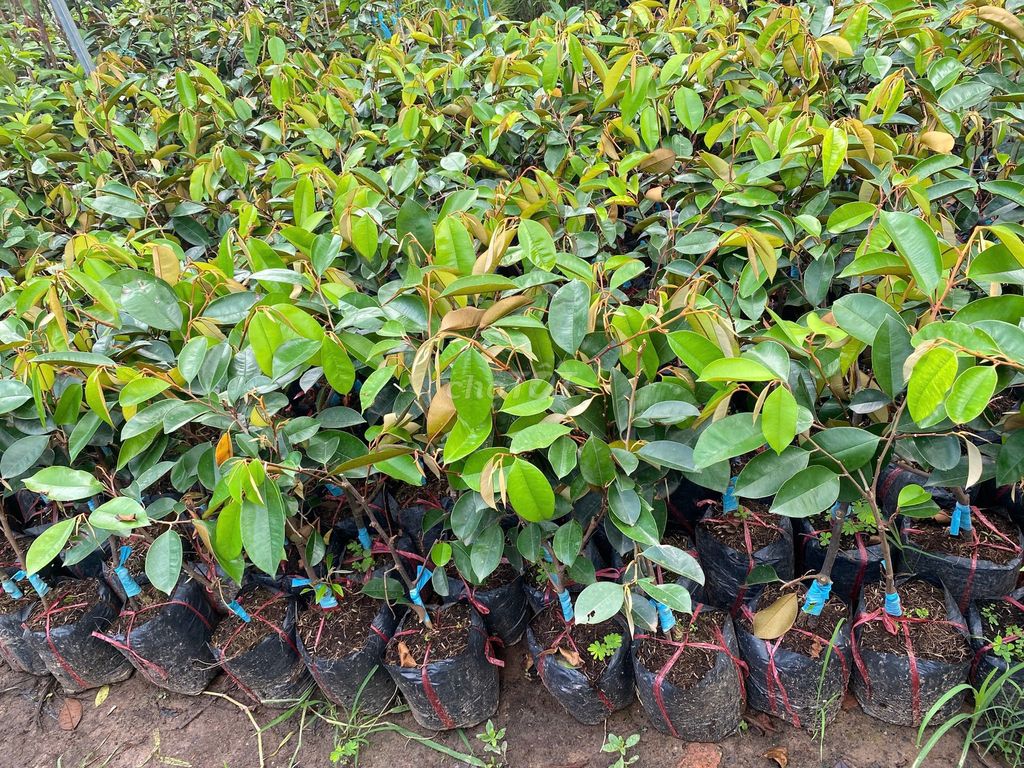 Cây Vú Sữa Lò Rèn giống. Mua bán Đồ chuyên dụng, Giống nuôi trồng tại Huyện Gia Lâm Hà Nội được đăng bởi Nhà vườn tuấn muôn  hình 1