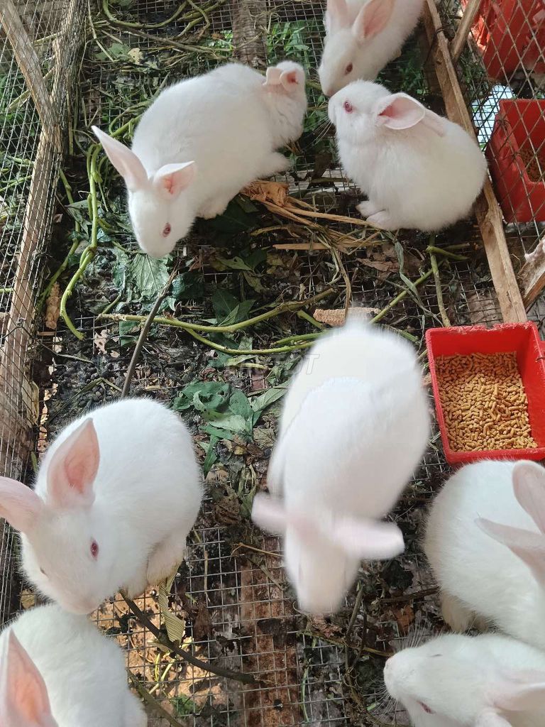Thỏ con Trắng 400-600g. Mua bán Thú cưng khác tại Huyện Châu Thành Tiền Giang được đăng bởi tuan hình 1