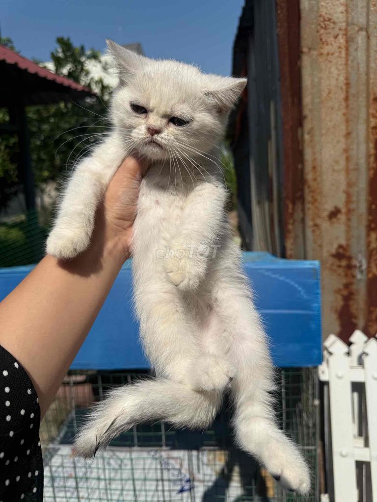 Mèo Anh lông ngắn Silver. Mua bán Mèo tại Quận 12 Tp Hồ Chí Minh được đăng bởi Việt Ba Tuổi hình 1