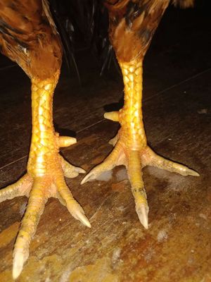 Mùa lở vào còn ít long non. Mua bán Gà tại Huyện Châu Phú An Giang được đăng bởi Đường Số Tám