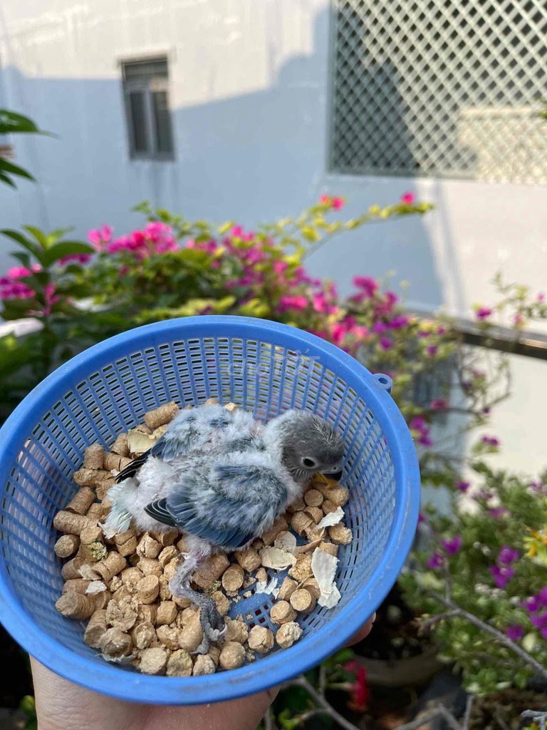 vẹt lovebird khôn quấn chủ màu xanh biển