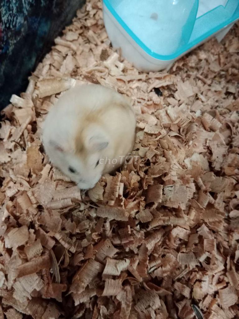 2 bé hamster 4 tháng tuổi