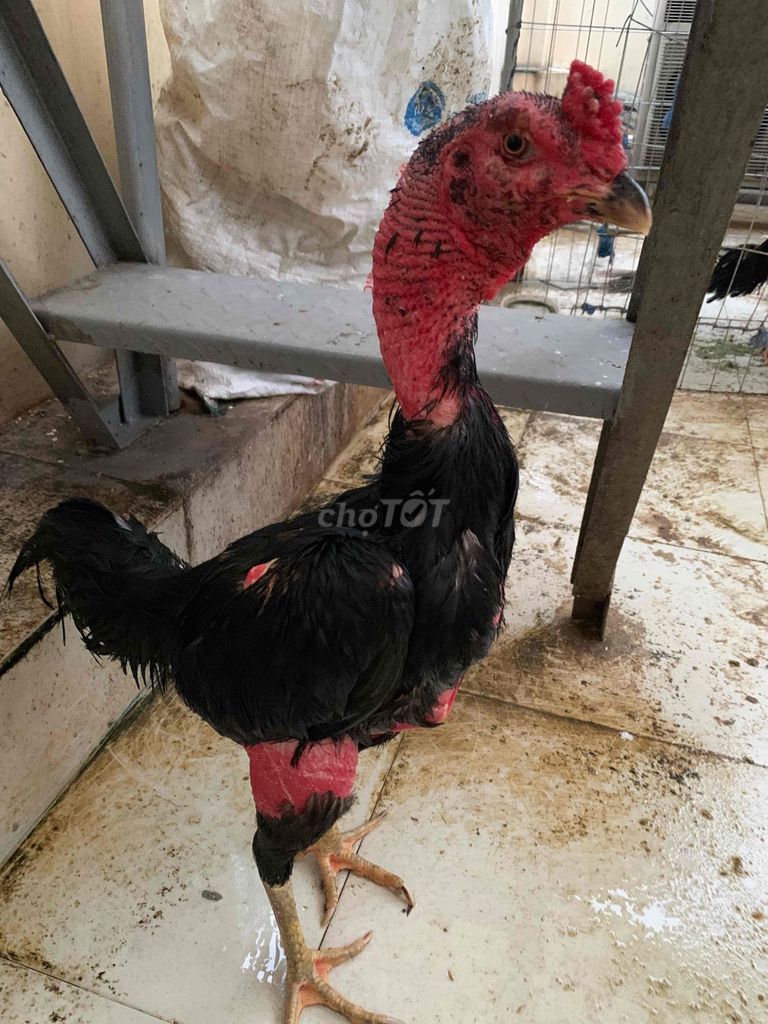 gà đòn 477. Mua bán Gà tại Quận Bình Tân Tp Hồ Chí Minh được đăng bởi Thiên hình 1