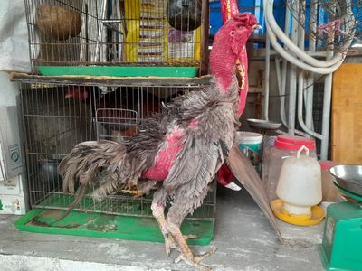 Nghỉ chơi thanh lý gà đòn đúc 3kg7 1*. Mua bán Gà tại Quận Phú Nhuận Tp Hồ Chí Minh được đăng bởi An 