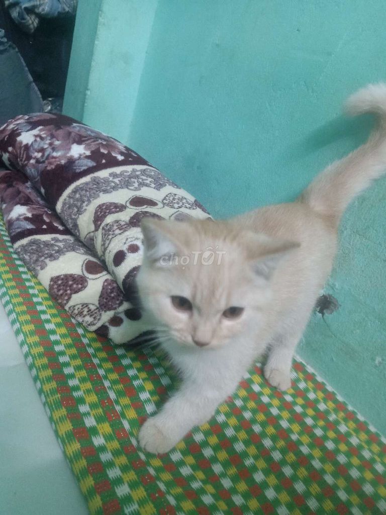 Mèo Anh lông dài Vàng kem con. Mua bán Mèo tại Thị xã Điện Bàn Quảng Nam được đăng bởi Minhduy Phan hình 1