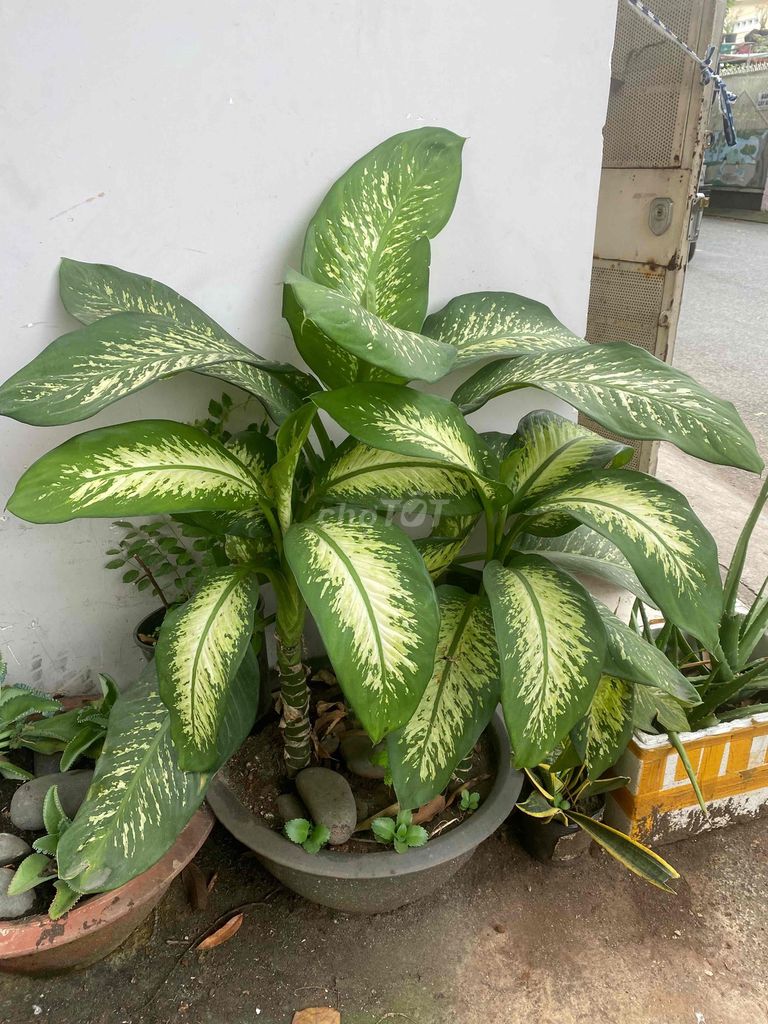 Cây cảnh Vạn niên thanh Xanh lá, trắng. Mua bán Cây cảnh, đồ trang trí tại Quận 12 Tp Hồ Chí Minh được đăng bởi Lê Bùi Bằng Tuân hình 1