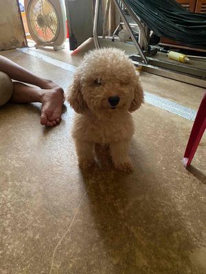 poodle trưởng thành. Mua bán Chó tại Quận 1 Tp Hồ Chí Minh được đăng bởi Võ Trọng Nhật