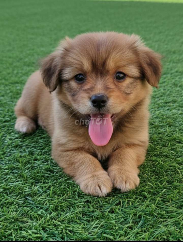 Phóc sóc mặt đẹp 2 tháng đã tiêm có sổ bảo hành. Mua bán Chó tại Quận 12 Tp Hồ Chí Minh được đăng bởi Thi Thi hình 1