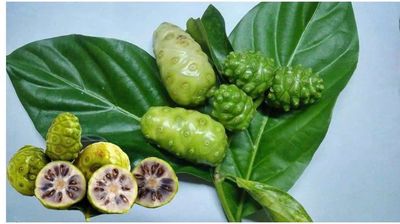Trái nhàu ủ đường mía không biến đổi gien. Mua bán Đồ ăn, thực phẩm và các loại khác tại Quận 10 Tp Hồ Chí Minh được đăng bởi Thế Nhân
