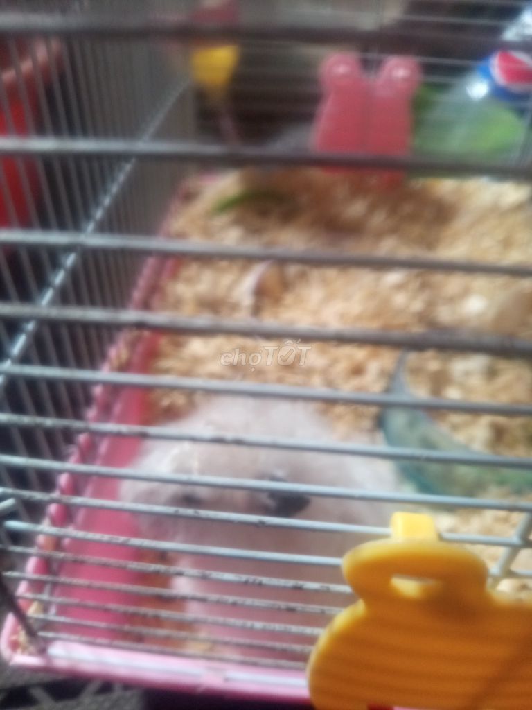 Chuột Hamster Bear Trắng. Mua bán Thú cưng khác tại Quận 11 Tp Hồ Chí Minh được đăng bởi An hình 1