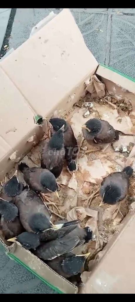 Chim sáo non màu Nâu. Mua bán Chim tại Quận Hai Bà Trưng Hà Nội được đăng bởi Shop chim cảnh hình 1