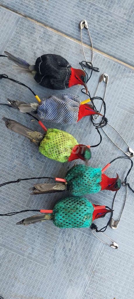 Chim Hút mật 7 màu xác pháo. Mua bán Chim tại Thành phố Thủ Đức Tp Hồ Chí Minh được đăng bởi Quyền  hình 1