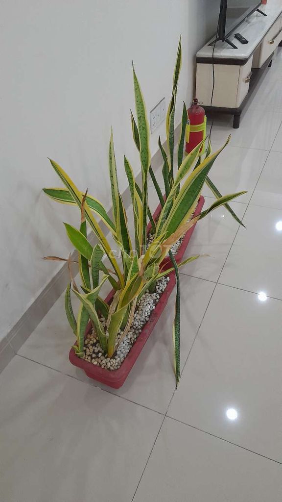 THANH LÝ 2 CHẬU CÂY LƯỠI HỔ NHƯ HÌNH
