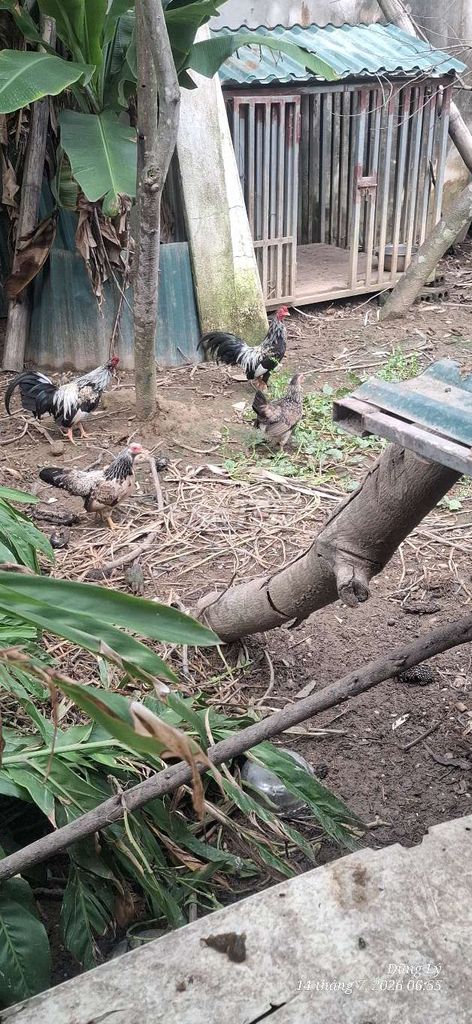 Gà tre núi lai Tân Châu rất đẹp . Mua bán Gà tại Huyện Hậu Lộc Thanh Hóa được đăng bởi Dũng Trần hình 1