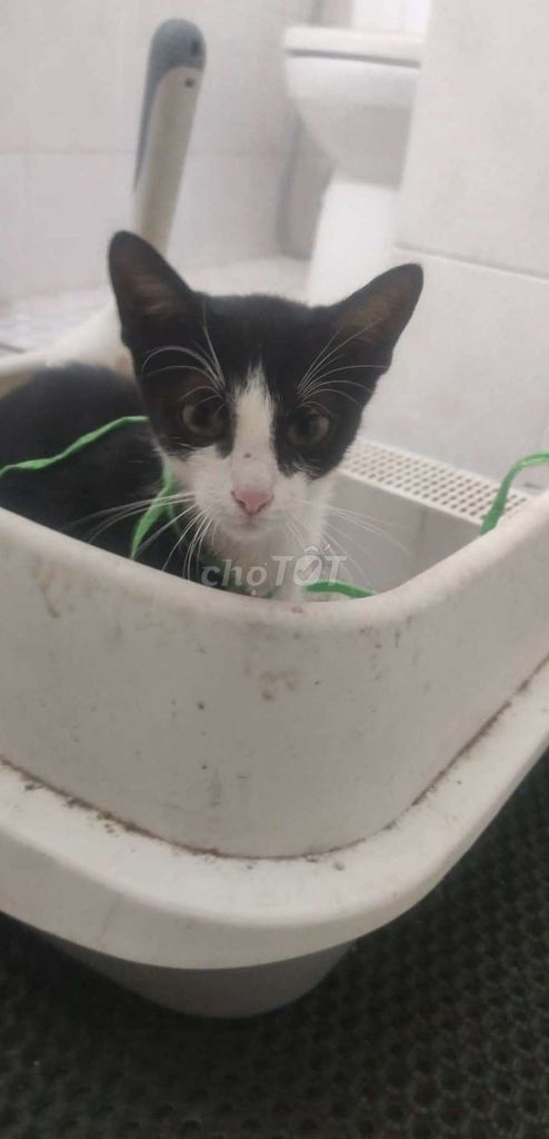 Mèo Tuxedo con quấn người. Mua bán Mèo tại Quận Đống Đa Hà Nội được đăng bởi Nz Nz hình 1