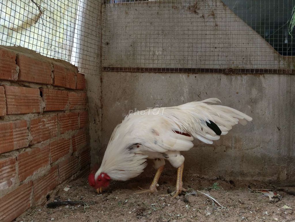 gà tơ bổn mẻ 2k6 đến 3kg2. Mua bán Gà tại Huyện Phú Giáo Bình Dương được đăng bởi Chuyên Gà Hồ Tiến Vua hình 1