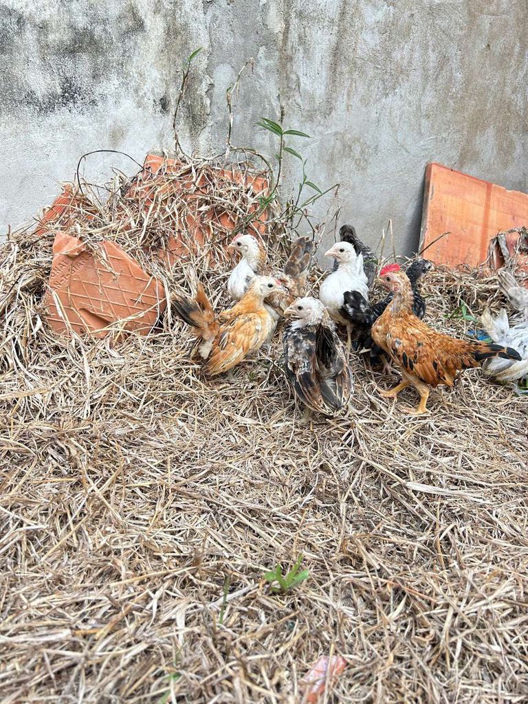 Gà Serama 2 tháng 15 ngày. Mua bán Gà tại Huyện Châu Phú An Giang được đăng bởi minh sang hình 1