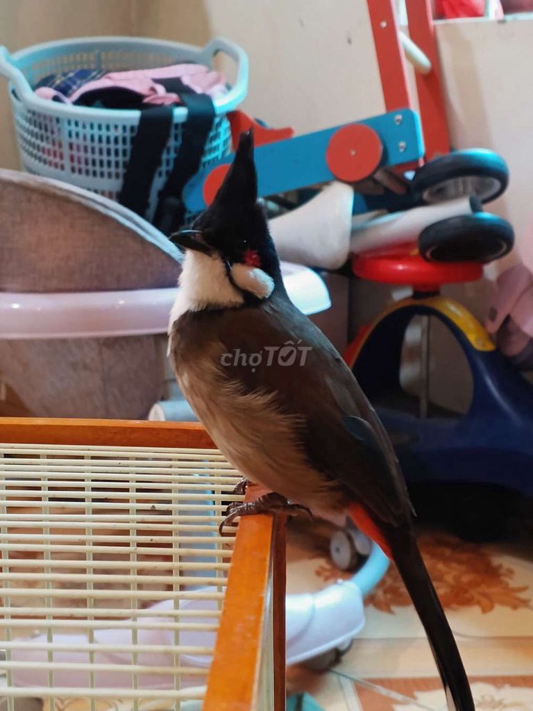 Chim chào mào. Mua bán Chim tại Huyện Hoài Đức Hà Nội được đăng bởi nguyen van hau hình 1