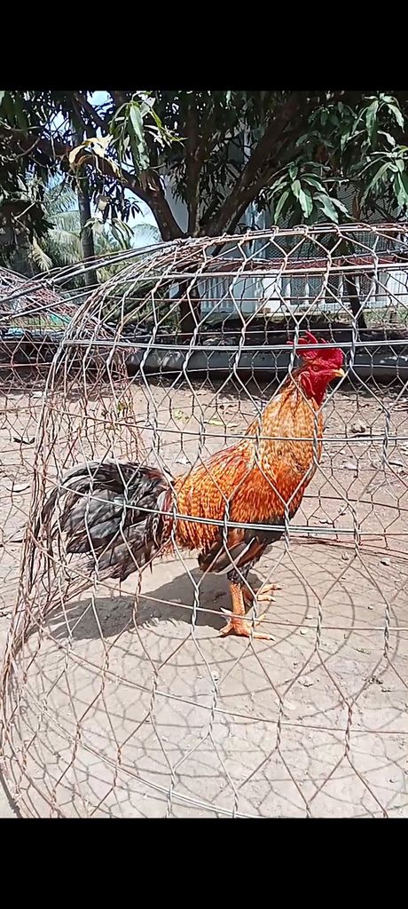 Cứu đang thay lông . Mua bán Gà tại Thành phố Trà Vinh Trà Vinh được đăng bởi Mai thien dung hình 1