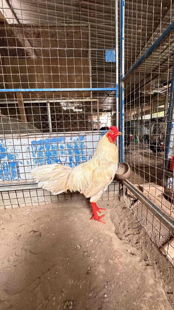 thanh lý gà thay long 3kg. Mua bán Gà tại Thành phố Mỹ Tho Tiền Giang được đăng bởi Chuyên Gà Nòi sanh sữa cho AE hình 1