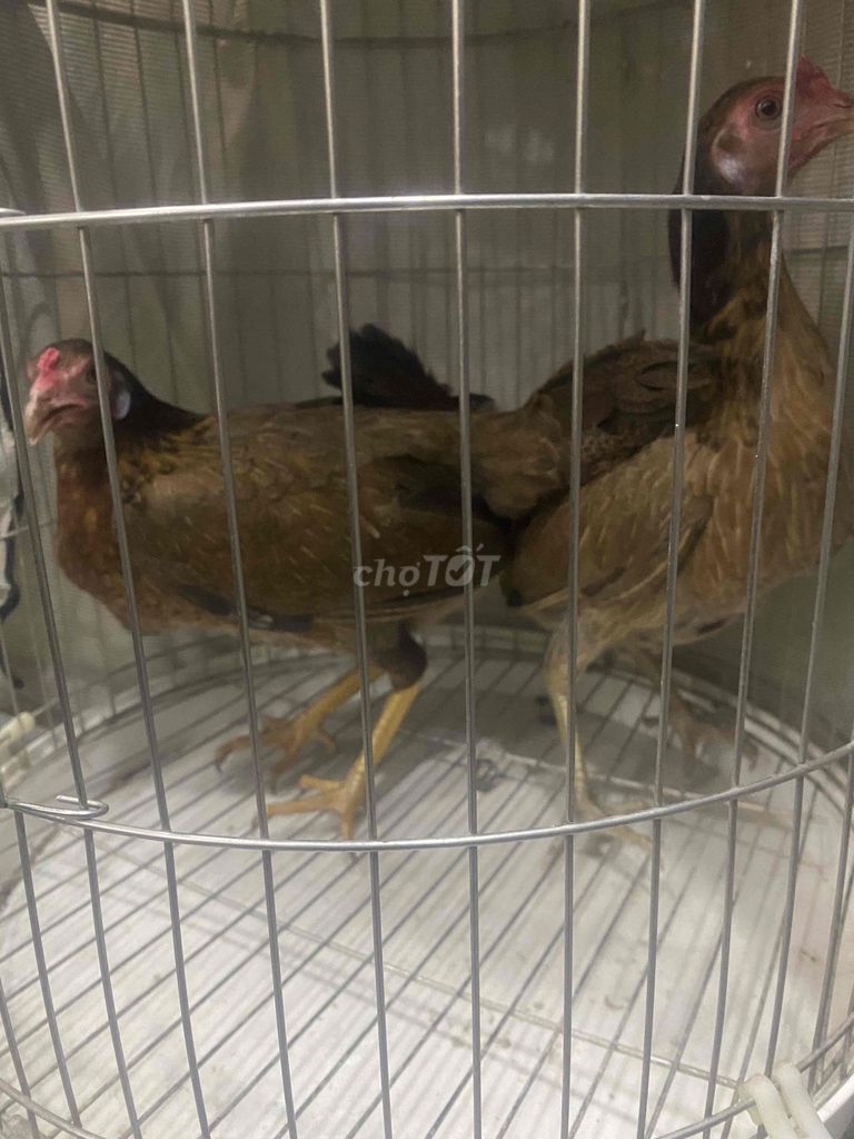 dọn nhà bị trộm con trống nen bán 2mai mỹ bao choi. Mua bán Gà tại Quận Tân Phú Tp Hồ Chí Minh được đăng bởi a sách hình 1