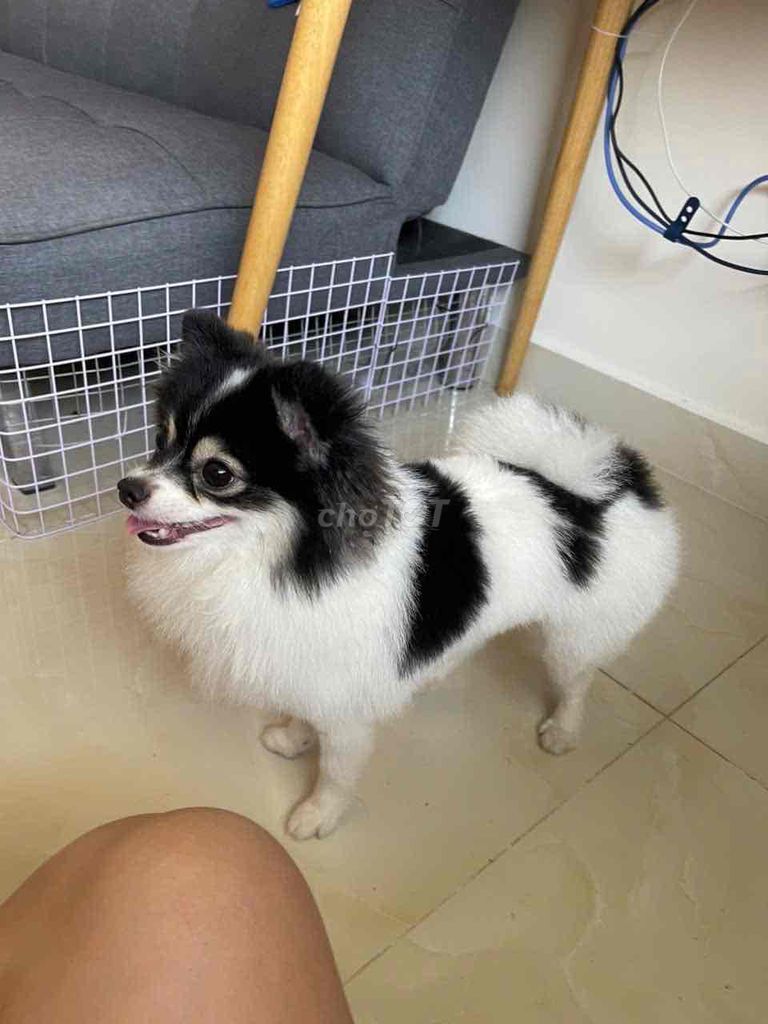 Cần bán em cún. Mua bán Chó tại Thành phố Vũng Tàu Bà Rịa - Vũng Tàu được đăng bởi Tên chưa cung cấp hình 1