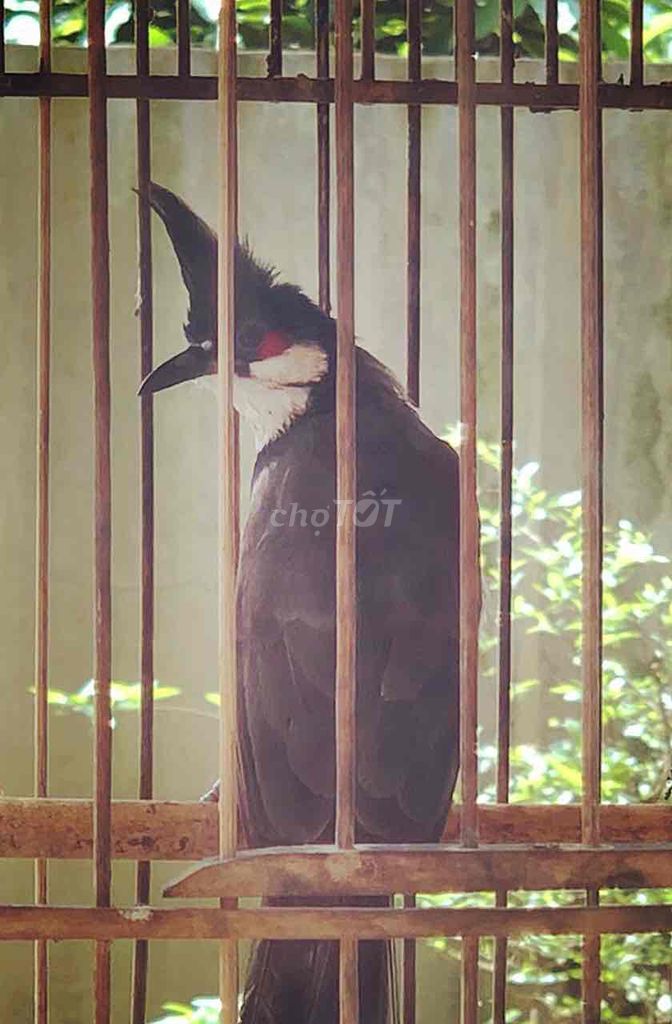 mào lân tê. Mua bán Chim tại Huyện Quảng Điền Thừa Thiên Huế được đăng bởi Nguyên  hình 1